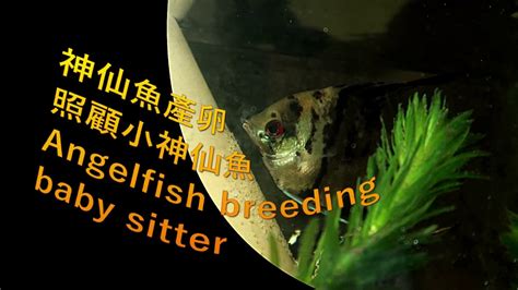 左水 神仙魚產卵幾天孵化